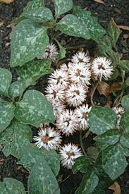 Image result for Pachycarpus spurius