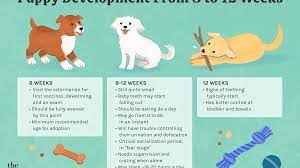 Puppy Development From 8 To 12 Weeks