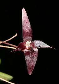 Image result for Bulbophyllum cochleatum