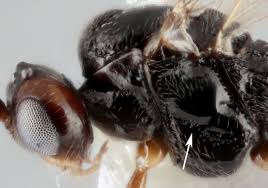 Graduate student research at the eastern shore arec impacts stakeholders, growers, and industry on a local, national, and global level. The Potential Of The Solitary Parasitoid Microctonus Brassicae For The Biological Control Of The Adult Cabbage Stem Flea Beetle Psylliodes Chrysocephala Jordan 2020 Entomologia Experimentalis Et Applicata Wiley Online Library