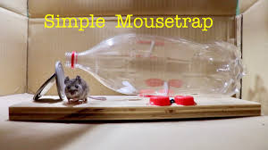 Homemade humane rat trap constructed from pvc pipe, particle board, sheetmetal, wood, hinge, and hardware. Make A Simple Bottle Mousetrap That Works Youtube