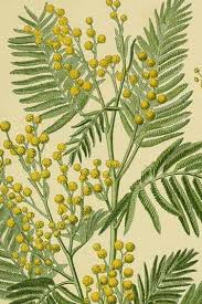 Image result for Acacia dealbata