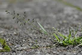 Image result for Eragrostis minor