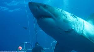 Biggest Great White Shark Ever Filmed Meet 20 Foot Deep Blue