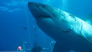 Biggest Great White Shark Ever Filmed Meet 20 Foot Deep Blue