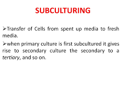 Dec 31, 2020 · bagati et al. Animal Cell Culture Ppt Download
