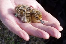 Baby Bird Identifier By Picture Spoonbill Sandpiper An Endangered Bird Species Pet Birds Endangered Bird Species Cute Baby Animals