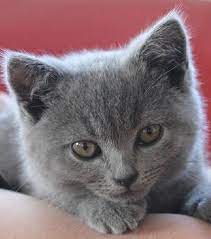 Pin Op Animaux