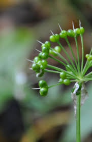 Taste real atchaar (it is available) flavours: Hunter Gathering Wild Fresh Food Wild Garlic Pods Hop Shoots And Some Other Stuff