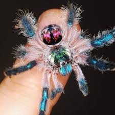Give a healthy tarantula a home. The Spider Shop New Arrivals Thespidershop Co Uk Facebook