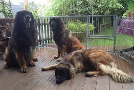 7 years, 10 months and 10 days old, 2 puppies. Leonberger Puppy Care Tips Leonberger Puppy Pictures Leonberger Dog Food Info On Finding Leonberger Puppies Leonberger Dog Leonburger Dog Leonberger Puppy