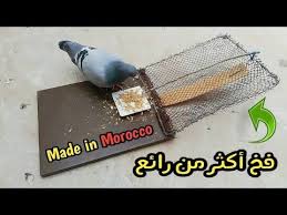 metodo de captura de aves haciendo una trampa inteligente youtube v 2020 g pticy zhivotnye ohota