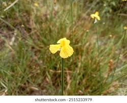 Image result for Xyridaceae