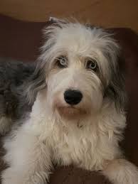 Happy 73rd Birthday to Tantoo Cardinal