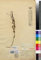 Image result for Walleria nutans