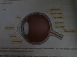 Biomedical art 248.168 views1 year ago. 7 Sinif Icin Goz Modeli Nasil Yapilir Acil Eodev Com