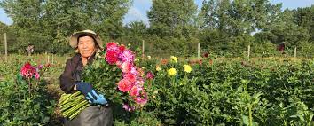 Người mỹ gốc việt) are americans of vietnamese ancestry. Creating A Generational Investment For Hmong Farmers
