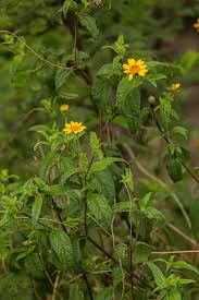 Image result for Aspilia