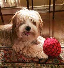 Tibetan Terrier Puppies For Sale Minneapolis Mn Terrier Puppies Tibetan Terrier Terrier