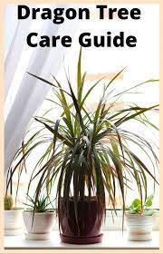 Dragon Tree Care And Houseplant Guide Dragon Tree Care Dragon Tree Tree Care