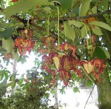 Image result for Monodora grandidieri