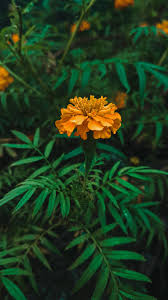 Pin On Flowers