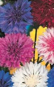 The coreopsis are a perennial, and they are super easy. Osc Special Mixture Bachelor Buttons Seeds 5045 Osc Seeds