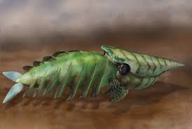 the weird youth of the animal kingdom slide show 古代生物 アニマルキングダム 節足動物