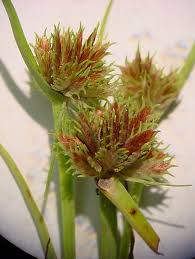 Image result for Cyperus squarrosus