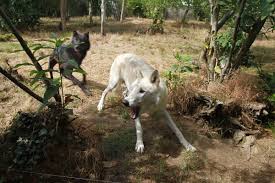 Canon EOS 7D + Tamron SP AF 17-50mm F2.8 XR Di II VC LD Aspherical (IF)  sample photo