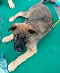 Se avete ormai deciso di allargare la famiglia con un nuovo cucciolino, siamo certi che non quelli economici, però, è opportuno considerarli prima di procedere. Meticcio Bastardino Cani Sicilia Annunci Animali Trovacuccioli Com Gratis Cani Gatti
