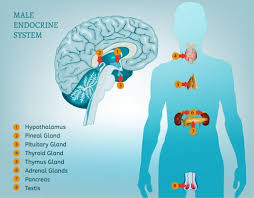 What does an endocrinologist do. Endocrine System John T Milken Department Of Medicine Division Of Endocrinology Metabolism And Lipid Research