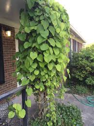 Image result for Aristolochiaceae