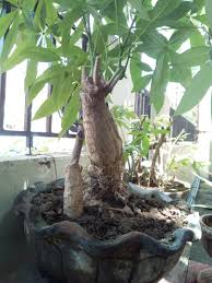 Your money tree prefers deep but infrequent watering. Bonsai Money Tree Furniture Home Living Gardening Plants Seeds On Carousell