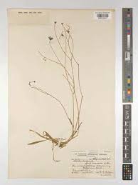 Image result for Wahlenbergia androsacea