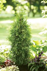 Some desert plants have very small leaves whereas some have only spines. Can You Plant Arborvitae In The Fall Horticulture