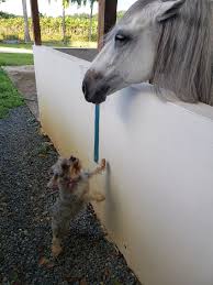 Pin By Victoria Paz On Adorable Pets In 2020 Cute Animals Pets Animals