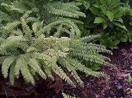 Image result for Adiantum comorense