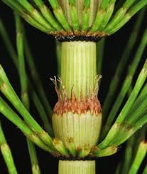 Image result for Thesium equisetoides