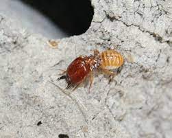 Termite control inspections gold coast. Termites Gold Coast Archives Pest King