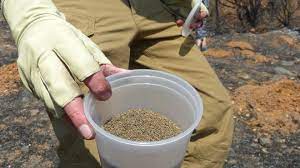 Saving seeds from year to year is a good way to spare some money in the gardening budget 2. Here S How To Collect Seeds For Next Year From Your Favorite Garden Plants