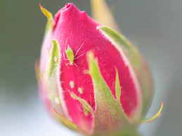 They multiply rapidly within one season. Homemade Organic Sprays For Fighting Aphids