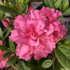3 to 6 feet tall and 3 to 5 feet wide. Azalea Bloom A Thon Pink Double Buy Rhododendron Shrubs Online