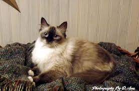 They are very friendly, affectionate, healthy and sociable. Abbey Road Rags Ragdoll Kittens For Sale Ragdoll Cats For Sale Ragdoll Cat Breeders