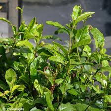 Image result for Camellia sinensis