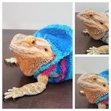 If you are having trouble getting one side of your wings to look like the other side, a simple trick is to just draw one wing then fold the paper in half. No Sew Bearded Dragon Jacket 8 Steps With Pictures Instructables