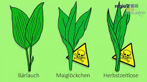 Der auch als knoblauch des waldes bezeichnete. Worauf Man Beim Barlauch Pflucken Achten Sollte Youtube
