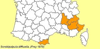 Image result for Scrobipalpula diffluella