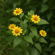 Image result for Microglossa