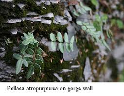 Image result for Pellaea longipilosa